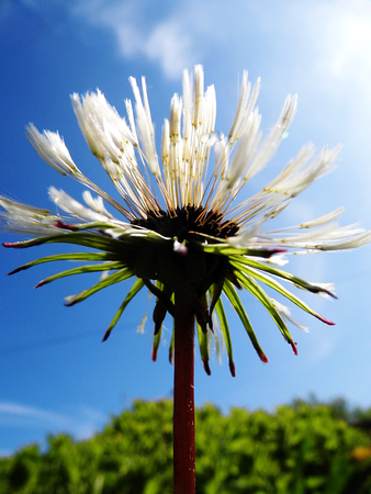 White flower growing in a British garden.の写真素材