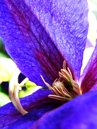 Flower growing in a British garden.の写真素材