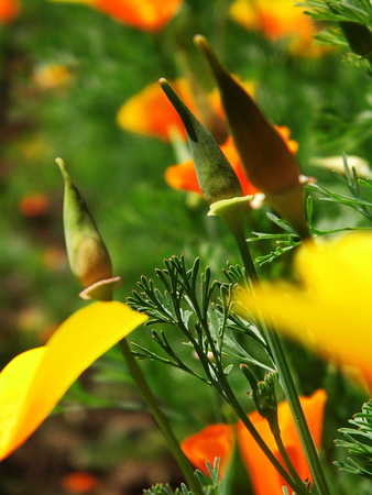 Orange flowers growing in a British garden.の写真素材