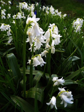 Whitebell flowers growing in a British garden.の写真素材