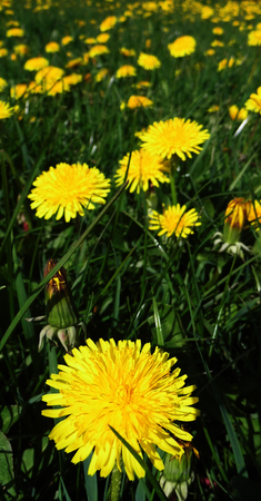 Many dandelion flowers growing in a British meadow.の写真素材