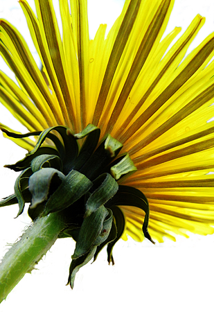 Underside of dandelion flower isolated against white background.の写真素材