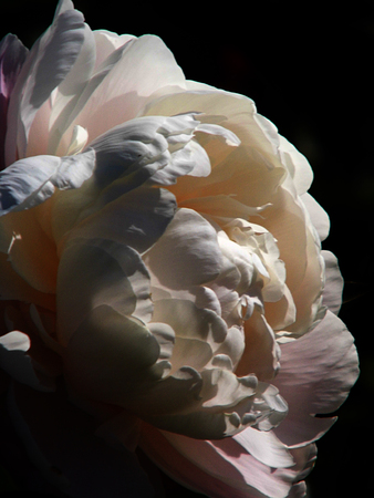 Flower growing in a British garden.の写真素材