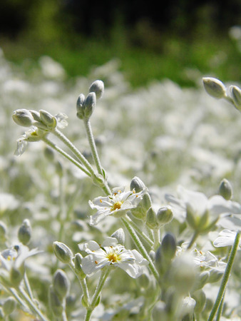 White flowers growing in a British garden.の写真素材