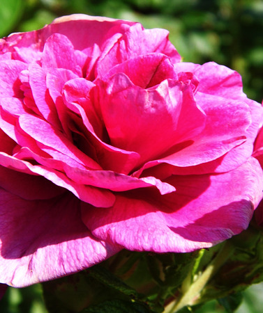 Red flower growing in a British garden.の写真素材