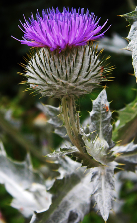 Flower growing in a British garden.の写真素材