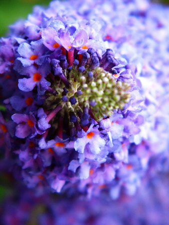 Flowers growing in a British garden.の写真素材