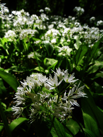 British wildflowers growing.