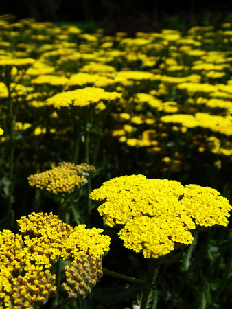 Flowers growing in a British garden.の写真素材