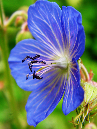 Blue flowers growing in a British garden.の写真素材