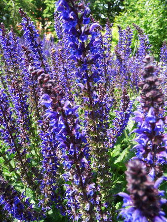 Flowers growing in a British garden.の写真素材