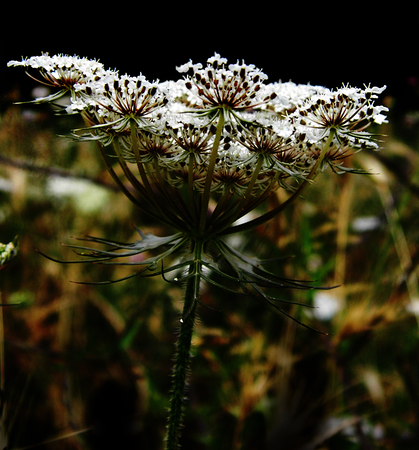 British wildflowers growing.の写真素材