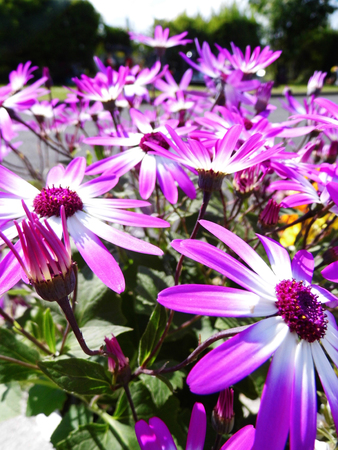 Purple flowers growing in a British garden.の写真素材