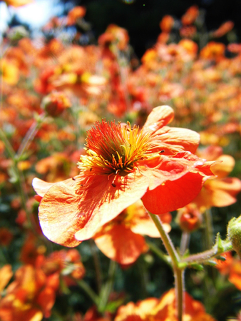 Flowers growing in a British garden.の写真素材