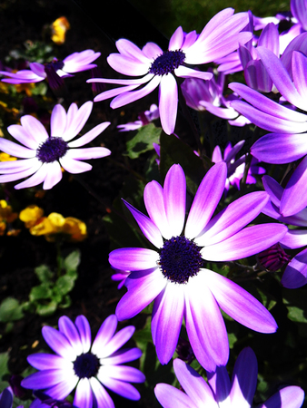 Purple flowers growing in a British garden.の写真素材