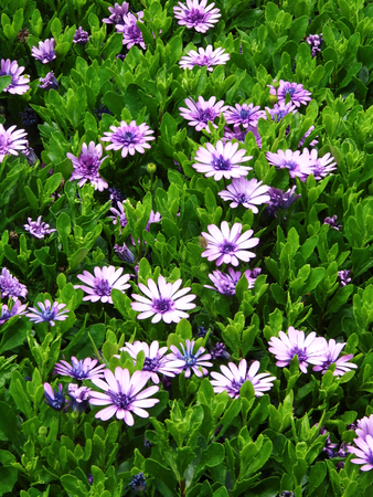 Flowers growing in a British garden.の写真素材