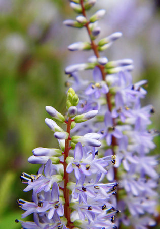Flowers growing in a British garden.の写真素材