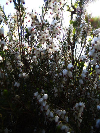Heather, a well known British wildflower growing on a UK heath.の写真素材