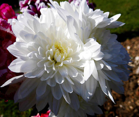 White flowers growing in a British garden.の写真素材