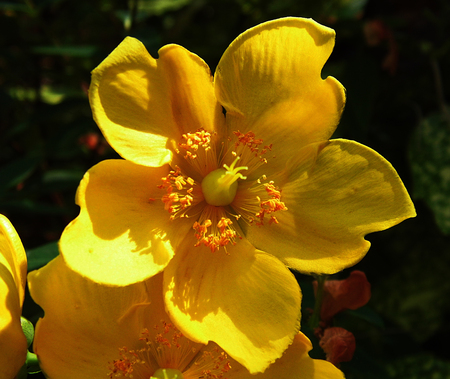 Hypericum flowers growing in a British garden.の写真素材