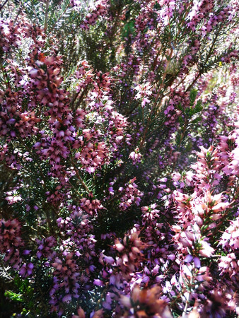 Heather, a well known British wildflower growing on a UK heath.の写真素材