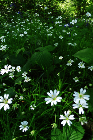 British wildflowers growing.の写真素材