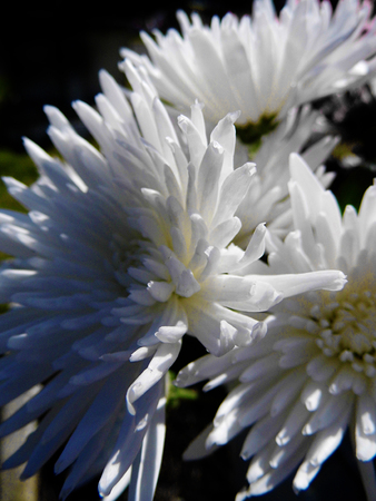 White flowers growing in a British garden.の写真素材