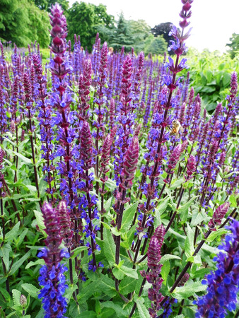 Flowers growing in a British garden.の写真素材
