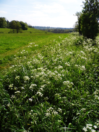 British wildflowers growing.の写真素材