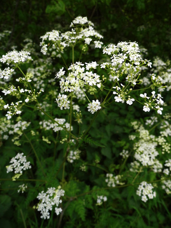 British wildflowers growing.の写真素材