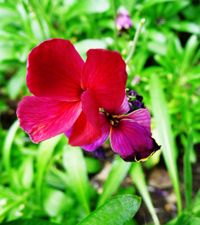 Flowers growing in a British garden.の写真素材