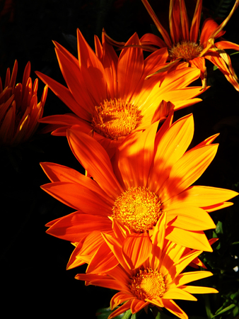 Flowers growing in a British garden.の写真素材