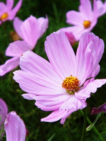Pink flowers growing in a British garden.の写真素材