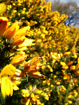 Gorse, a well known British wildflower growing.の写真素材