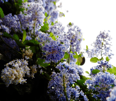 British wildflowers growing.