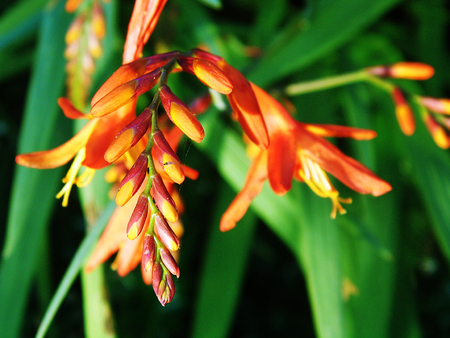 Montbretia flowers growing in a British garden.の写真素材