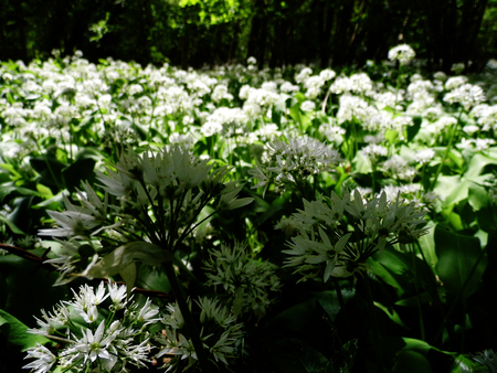 British wildflowers growing.の写真素材