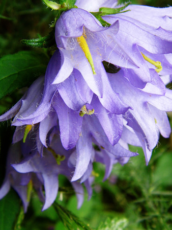 Flowers growing in a British garden.の写真素材