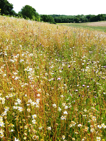 British wildflowers growing.の写真素材
