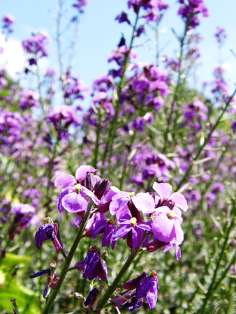 Flowers growing in a British garden.の写真素材