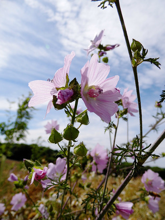 British wildflowers growing.の写真素材
