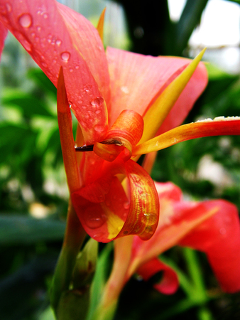 Red flowers growing in a British garden.の写真素材