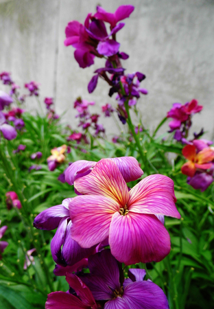 Flowers growing in a British garden.の写真素材