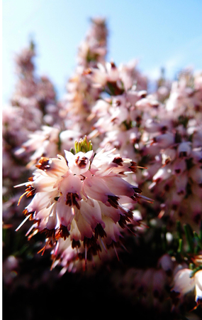 Heather, a well known British wildflower growing on a UK heath.の写真素材