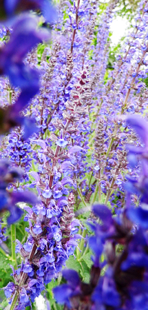 Flowers growing in a British garden.の写真素材