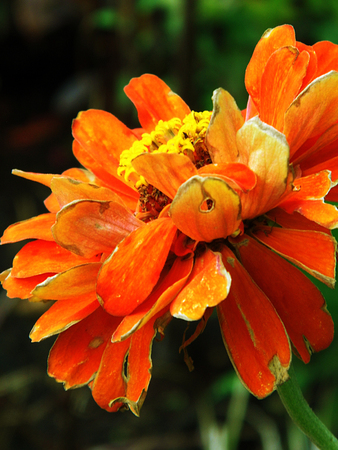 Flowers growing in a British garden.の写真素材