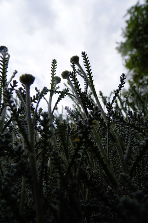 Flowers growing in a British garden.の写真素材