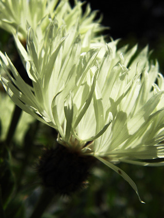 White flowers growing in a British garden.の写真素材
