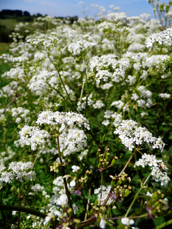 British wildflowers growing.の写真素材