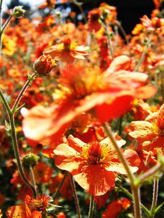 Flowers growing in a British garden.の写真素材